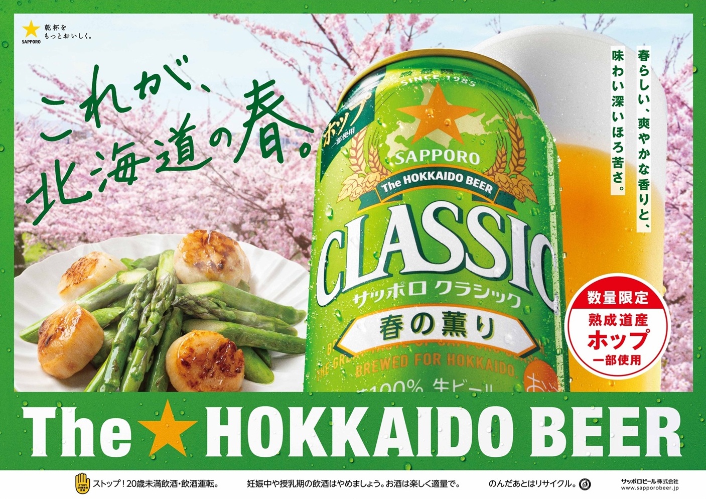 【北海道限定・数量限定】サッポロクラシック春の薫り　３５０ｍｌ×２４