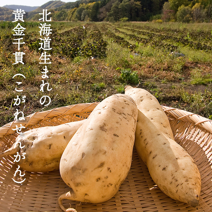 喜多里　２５°さつま芋　７２０ｍｌ